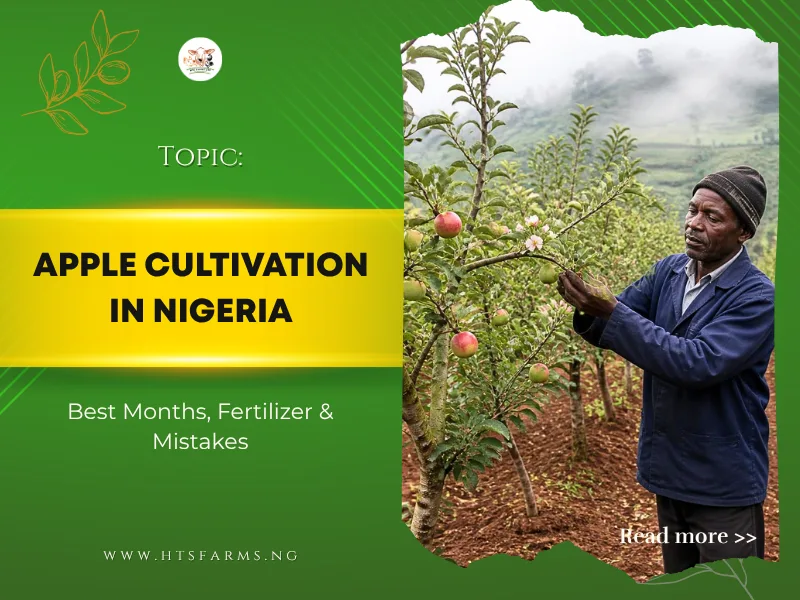 Apple Cultivation in Nigeria: A Practical Guide for New Farmers
