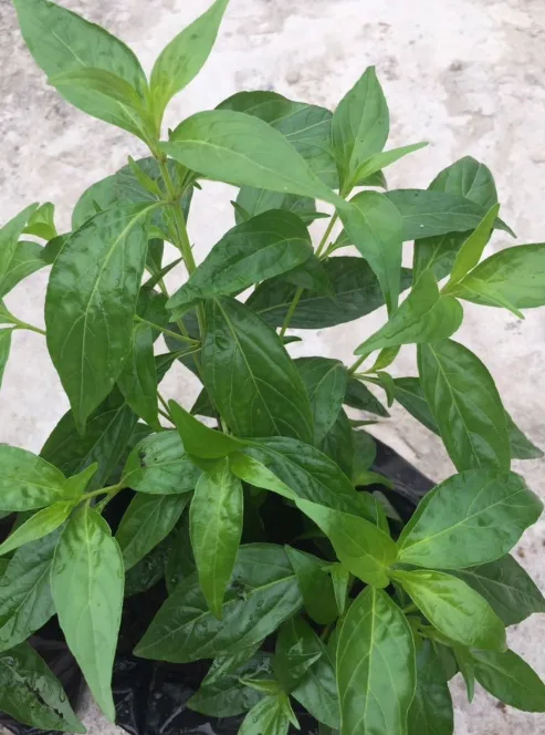 Bitter Leaf Seedlings