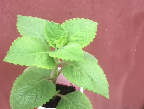 Cuban Oregano Seedlings