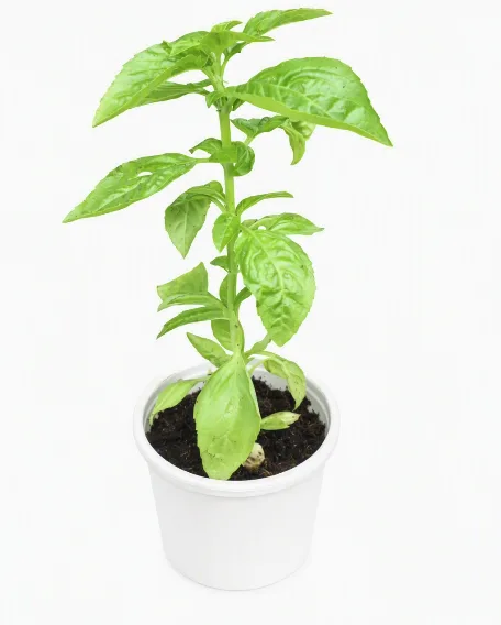 Malabar Spinach Seedlings