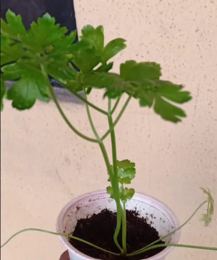Parsley Seedling