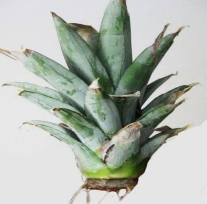 Sugarloaf Pineapple Suckers(MOQ: 50)