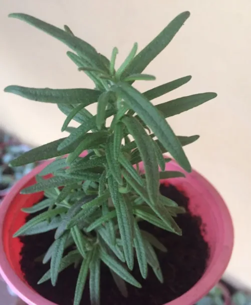 Rosemary Seedlings