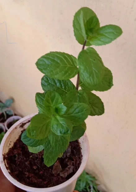 Spearmint Seedlings