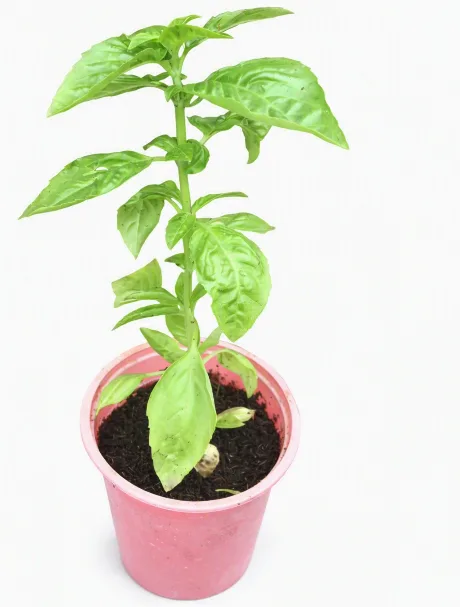 Sweet Basil Seedlings