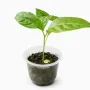 Passion Fruit Seedling