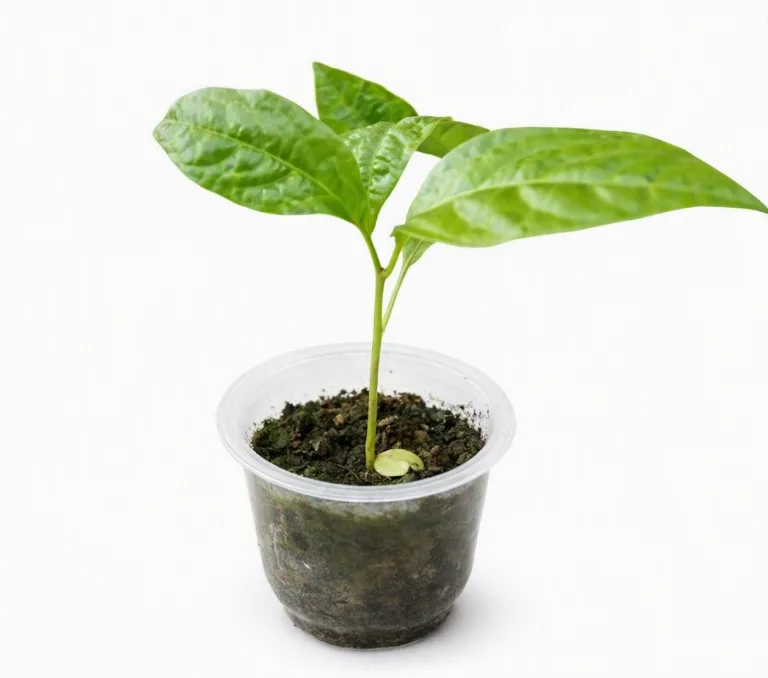 Passion Fruit Seedling