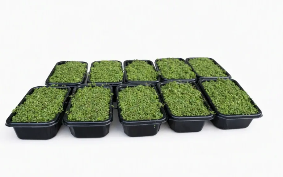 Azolla – Live Aquatic Fern Culture  (MOQ: 5KG)