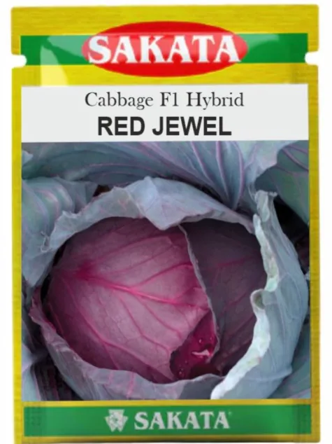Red Jewel Cabbage -1000Seeds